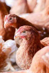 Close up of brown chicken in chicken farm