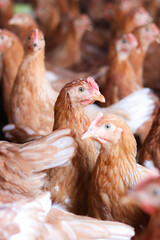 Close up of brown chicken in chicken farm