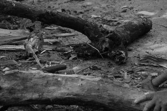 An elderly man wearing a simple shirt and lungi is chopping dry wood with an axe in a rural outdoor setting, surrounded by bamboo and logs, reflecting the hardworking spirit of village life.