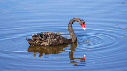 The Black Swan (Cygnus atratus) is a large Australian waterbird with mostly black plumage and a red bill.