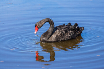 The Black Swan (Cygnus atratus) is a large Australian waterbird with mostly black plumage and a red bill.