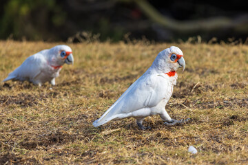 The Long-billed Corella (Cacatua tenuirostris) is a medium-sized white cockatoo with a small crest and an extremely long, pointed upper mandible.