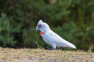 The Long-billed Corella (Cacatua tenuirostris) is a medium-sized white cockatoo with a small crest and an extremely long, pointed upper mandible.