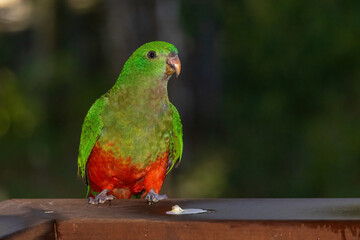The female Australian King Parrot (Alisterus scapularis) is a strikingly colorful bird, native to eastern Australia, displaying green heads and red underparts.