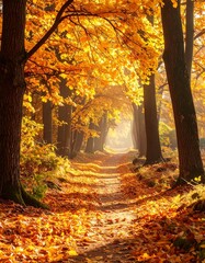 Fototapeta premium Golden Path - A Serene Autumn Forest Scene with Sunlight.