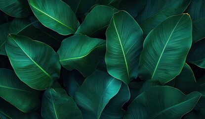 Obraz premium Close-up view of dense large green tropical leaves with detailed veins creating a calming and lush natural pattern