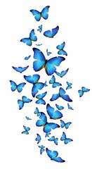 A cluster of blue butterflies is dispersed across a white background