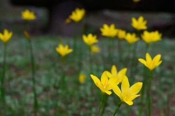 Fototapeta premium 黄色い小さな花々