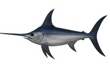Swordfish swimming, a powerful oceanic predator with an elongated bill, marine life animal isolated on transparent background