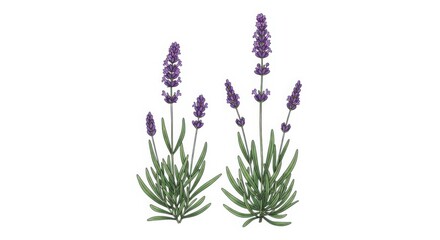 Obraz premium Two beautiful lavender plants with purple flowers and green leaves isolated on white background
