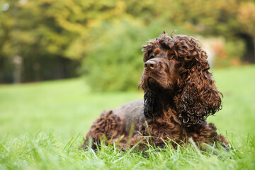 Beautiful Irish water spaniel dog in park. Space for text