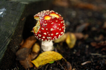 Single vibrant red fly agaric mushroom with white spots emerging from dark forest soil in Vancouver, surrounded by yellow fallen leaves and debris
