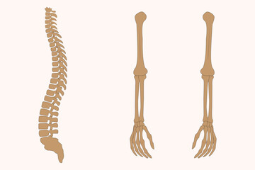 Human spine and arm bone anatomy illustration, medical educational skeletal structure diagram