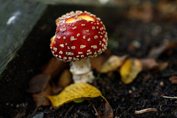 Single vibrant red fly agaric mushroom with white spots emerging from dark forest soil in Vancouver, surrounded by yellow fallen leaves and debris