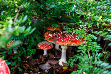 Multiple red fly agaric mushrooms with white spots growing among lush green vegetation and forest floor debris in Vancouver