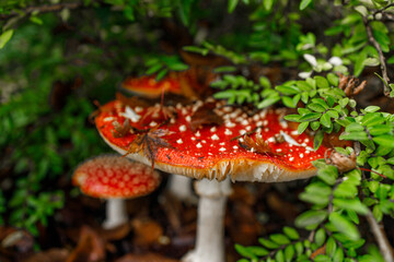 Multiple red fly agaric mushrooms with white spots growing among lush green vegetation and forest floor debris in Vancouver