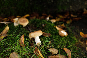 A solitary ringless honey fungus (Desarmillaria tabescens) mushroom displays a brown convex cap and slender white stem rising from mossy grass on a woodland floor