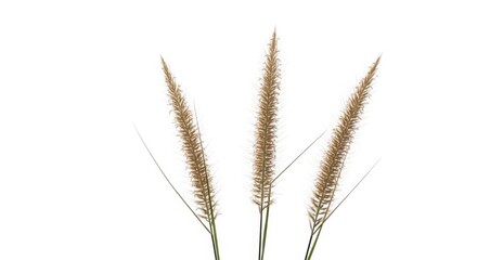 Fototapeta premium Three delicate dried grass seed heads with fluffy tops isolated on white background
