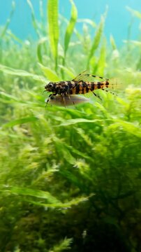 Diving Beetle Swims in Water, Preying on Fish Agilely