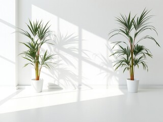 Fototapeta premium Two tall potted houseplants casting shadows on a white wall