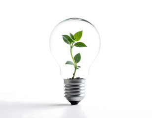 Plant Sprout Growing Inside a Light Bulb,