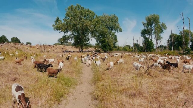 Massive Herd of Goats Grazing for Brush Control on a Levee in Summer