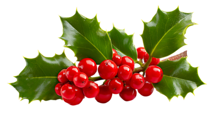holly berries and leaves isolated 