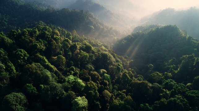Sun rays piercing through morning mist in a lush green tropical rainforest mountain landscape, aerial view