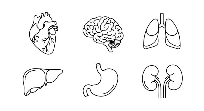 Line art illustration of human organs: heart, brain, lungs, liver, stomach, and kidneys.