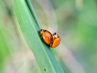 Close-up macro of two orange Ladybug or Leaf Beetles mating on a thin, bright green grass blade. A detailed image capturing insect behavior, reproduction, and summer ecology.