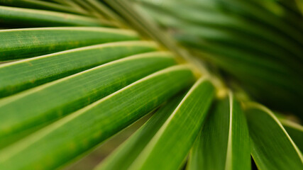 Green tropical palm leaf close-up with natural texture and pattern,Cover page,cover space
