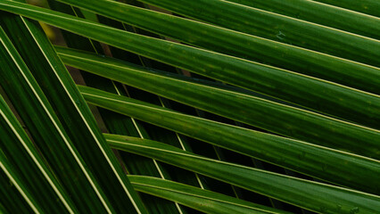 Green tropical palm leaf close-up with natural texture and pattern,Cover page,cover space