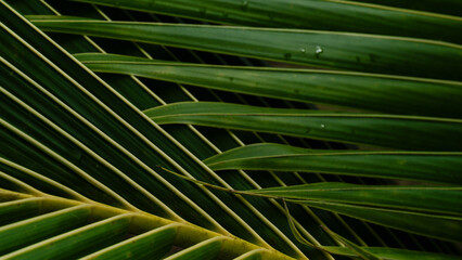 Green tropical palm leaf close-up with natural texture and pattern,Cover page,cover space