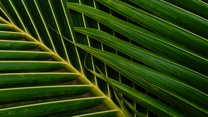 Green tropical palm leaf close-up with natural texture and pattern,Cover page,cover space