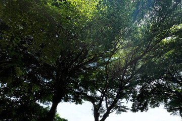 The underneath of big trees in the jungle with small branches and green leaves that allow sunlight to shine through made a beautiful freshness shade and shadow by variety of sunlight.