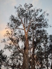 A beautiful view of a tall, large, branched eucalyptus tree with a colorful bark covered trunk against a blue background with white and pink clouds on a crisp autumn day in South India.