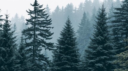 Fototapeta premium Misty Evergreen Forest A Serene Landscape of Towering Trees.