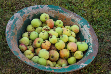 spoiled apples lie in an old basin in the grass