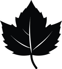 Black Maple Leaf Silhouette Icon Isolated on White Background