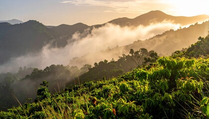 Misty meadow glows with wildflowers at dawn, framed by soft light and shadowed trees.