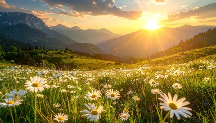 Sunset bathes a daisy-filled mountain meadow in golden light beneath snow-capped peaks and glowing sky.