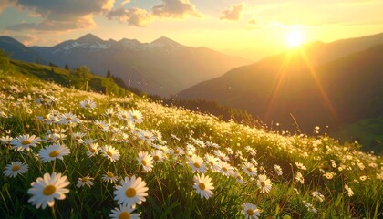 Sunset bathes a daisy-filled mountain meadow in golden light beneath snow-capped peaks and glowing sky.