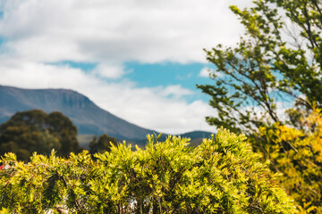 weeping callistemon bottlebrush tree with tasmanian mountains in background