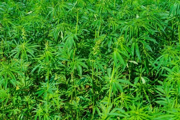 A lush field of hemp plants showcases vibrant green foliage. This agricultural landscape highlights...