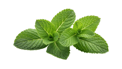 Closeup of fresh green mint leaves isolated PNG for organic herbal design, natural skincare, food decoration, refreshing drink ingredient and botanical texture background