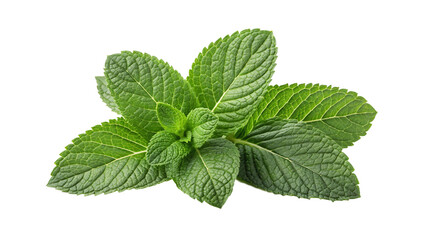 Fresh green mint leaves isolated on transparent background perfect for herbal design, organic culinary use, healthy lifestyle projects, food decoration and natural product packaging