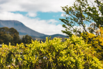 weeping callistemon bottlebrush tree with tasmanian mountains in background