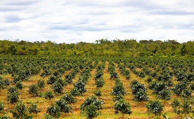 Coffee plantation in Southern Laos on clear background
