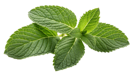 Fresh mint leaf or melissa leaves isolated on transparent background with full depth ideal for organic herbal design, food illustration, natural culinary concept and eco product packaging