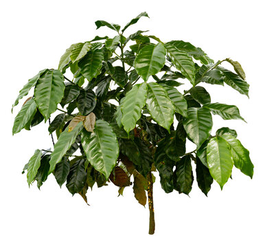 Green coffee plant with fresh leaves for coffee concept and idea on transparent